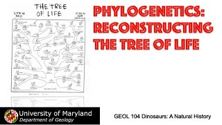 Lecture 13 Phylogenetics The Tree of Life [upl. by Bax]