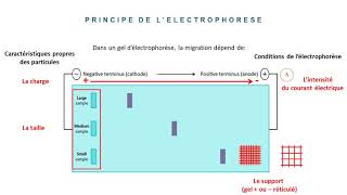 LÉlectrophorèse Partie 1 [upl. by Sherrie132]