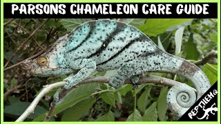 Parsons Chameleon Care Guide  Everything You Need To Know For Your Pet Reptile [upl. by Ainalem]