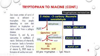 Tryptophan metabolism Niacine serotonine and melatonin synthesis and functions [upl. by Adihsaar]