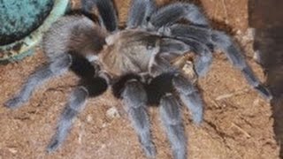 Aphonopelma anaxTexas tan tarantula feeding [upl. by Gnil]