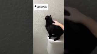 cats werecat funnyanimals funny funnycatsanddogsnew2023 [upl. by Orlanta]