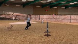 NEW  Grade 7 Jumping Win Including POV Footage DJ amp Teddie  Inspire Agility  Jan 2024 [upl. by Vanda]