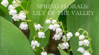 SPRING FLORALS SERIES LILY OF THE VALLEY MUGUET FRAGRANCES [upl. by Estrellita]