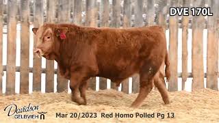 Davidson Gelbvieh Bull Lot DVE 170L sells Friday March 1 2024 [upl. by Yrolg]