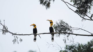 A Lesson in Love The Great Hornbill Charms a Mate [upl. by Sugihara]