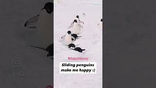 Sliding penguins make me happy  🐧 goodnews heartwarming penguin [upl. by Irik]