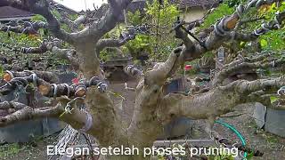 pruning dasar [upl. by Bithia]