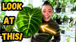 🌱 take a walk around my plant room amp plant chores  philodendron monstera hoya anthurium 💚 [upl. by Atinuhs737]