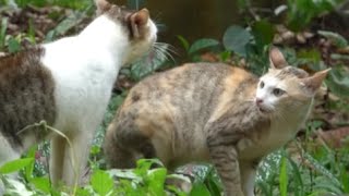 Cats talking to each other very loudly sounds  meowing loudly [upl. by Newob636]