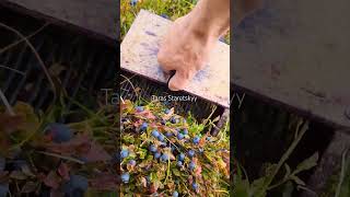 Blueberry picking harvesting berryfarm blueberry bilberry [upl. by Jeannine]