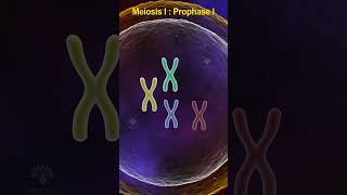 Prophase 1 meiosis  meiosis cell division shorts shortsvideo [upl. by Nilyam]