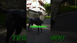 😱🐈‍⬛Esse cachorrinho não deveria ter feito isso [upl. by Arema355]