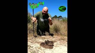 4 Strikes from an Eastern Diamondback Rattlesnake [upl. by Jochbed]