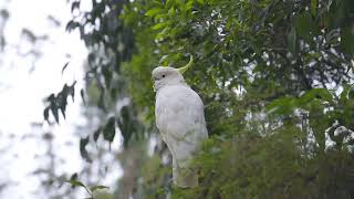 Cinematic Video of the Yellowcrested Cockatoo [upl. by Bradski948]