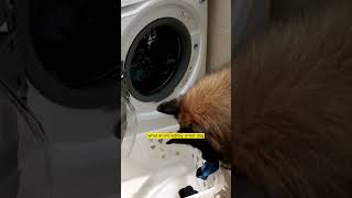 Smart Dog Helps Owner Do Laundry 🐶🧺 [upl. by Waldron274]