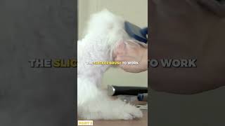 How to Properly Groom Your Cocker Spaniel  Part 3 [upl. by Lehcear36]