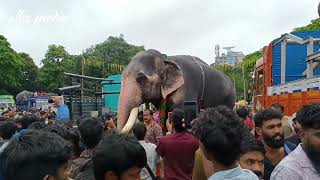 How an elephant transported in truck l ukkens kunju [upl. by Acissehc]