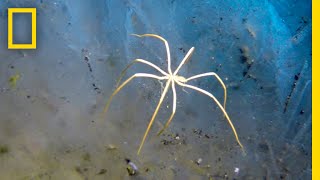 These Sea Spiders Breathe Through Their Legs  National Geographic [upl. by Carly]