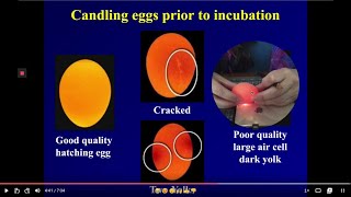 Candling Eggs before Incubation [upl. by Aved337]