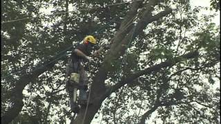 large leaning ash Tree removal Haverford PA 19041 [upl. by Alaunnoif]