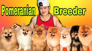 POMERANIAN BREED MAGKANO BA ANG PRICE RANGE QUALITY [upl. by Htiekal]