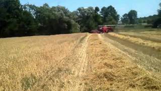 Massey ferguson 860 combining wheat [upl. by Ajnos624]