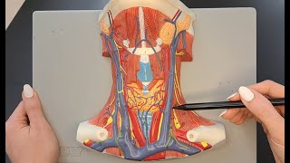 Muscles of the Neck and Throat [upl. by Jemmie]