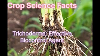 Trichoderma Effective Bioagent [upl. by May]