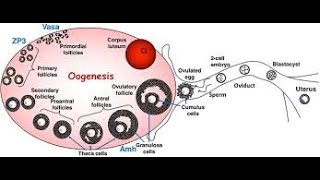 Oogenesis  Multiplication and growth phase [upl. by Noremak787]