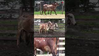 🔴 GYR Lechero ✅ VACAS LECHERAS  Datos De La Raza Bovina  Gir Leitero vacas toros Gyr [upl. by Suiramaj]