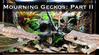 Bioactive Mourning Gecko Setup Part II Planting Lighting and Introducing the Geckos [upl. by Eillib465]