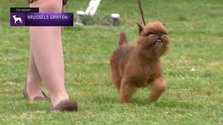 Brussels Griffons  Breed Judging 2021 [upl. by Seyer]