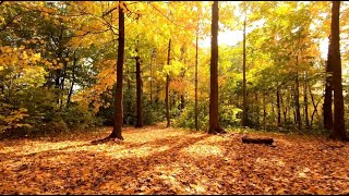 10 Hours of Soothing Sounds of Walking On Autumn Leaves  Ambient ASM [upl. by Xet]