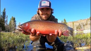 CATCH amp COOK MOUNTAIN Fishing Adventure for BIG Cutthroat Trout [upl. by Ycnan159]