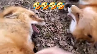 FOXES Laughing like humans 🤣 😂 🤯 Viral foxes [upl. by Kwok]