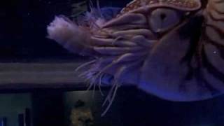 Behind the Scenes Chambered Nautilus Feeding  California Academy of Sciences [upl. by Meesaw241]