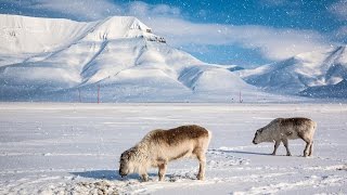 Svalbard Travel [upl. by Meihar762]