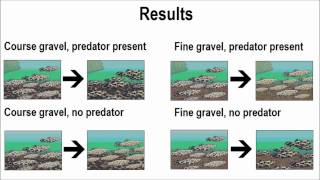 Expeiment For Evolution by Natural selection [upl. by Clorinda]