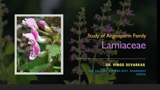 Study of Family Lamiaceae Labiatae by Dr V D Devarkar [upl. by Ocisnarf]