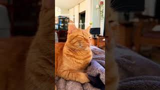 Orange cat behavior misterjerry [upl. by Lebasy]