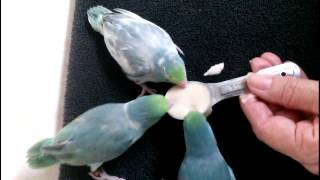 Baby Parrotlets For Sale  Xtreem Parrotlets 352 9425710 [upl. by Sharline]