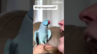 Talking Parrot Interacts Adorably With Owner [upl. by Yrakaz891]