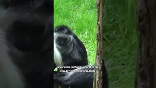 King Colobus Ranking wildlife animals facts nature [upl. by Ahtiek]