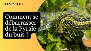 🐛 Pyrale du buis dans le jardin  comment s’en débarrasser pour de bon 🌿 [upl. by Jemima]