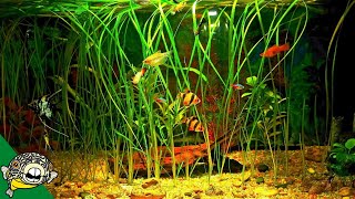 How to Grow Fish Tank Plants Aquarium CoOp [upl. by Inama]