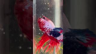 Betta fish breeding ♥️ egg laying shorts bettafish breeding [upl. by Noynek813]