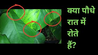 KYA PLANTS RAAT KO ROTE HAI [upl. by Longtin166]