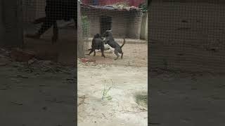 Rottweiler vs Pitbull fight and Play Pitbull doglover Viral trending shorts ytshorts fight [upl. by Nitsirhc]