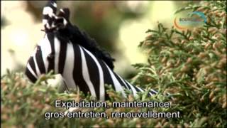 Bouygues Energies amp Services au zoo de Vincennes [upl. by Cloris]